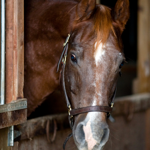 5 Senior Horse Care Tips to Improve Quality of Life