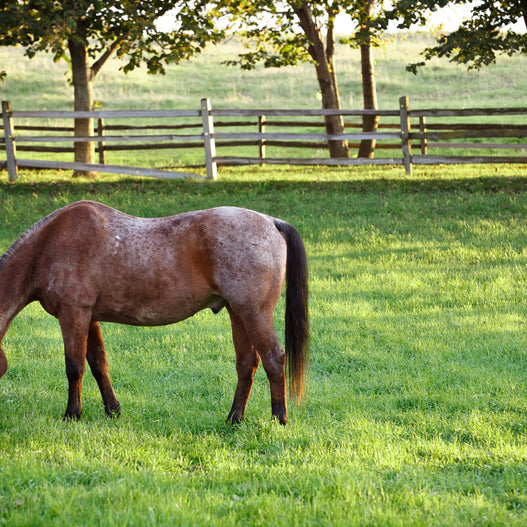 How to Put Weight on a Senior Horse