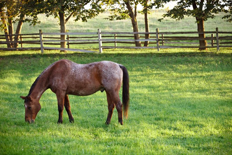How to Put Weight on a Senior Horse