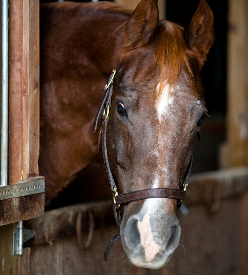 5 Senior Horse Care Tips to Improve Quality of Life
