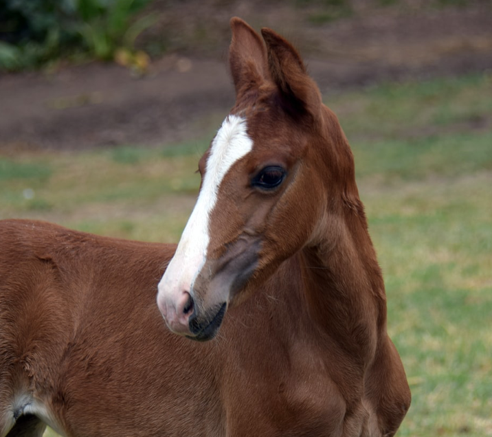 5 steps for preventing sepsis in newborn horses