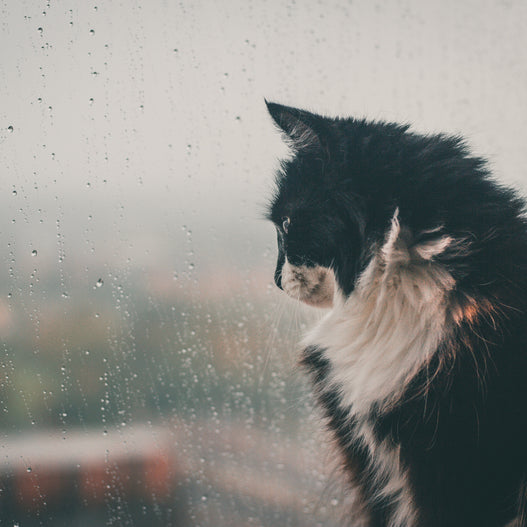 Re: Your Pet Disaster Preparedness Plan