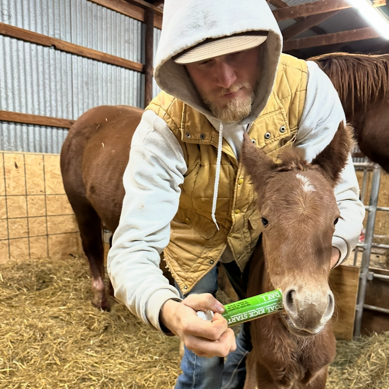 Rockin X Rocks Foaling Season
