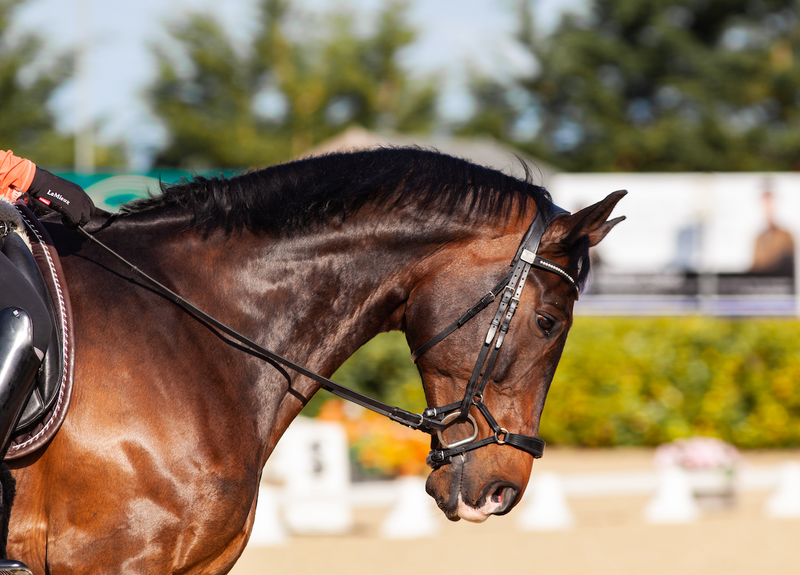 How to prevent tying up in horses