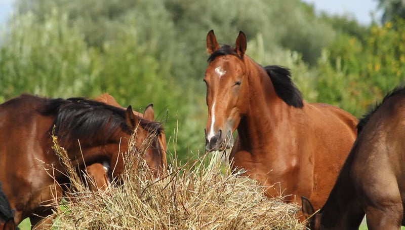 The #1 best practice for treating ulcers in horses naturally