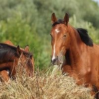 The #1 best practice for treating ulcers in horses naturally