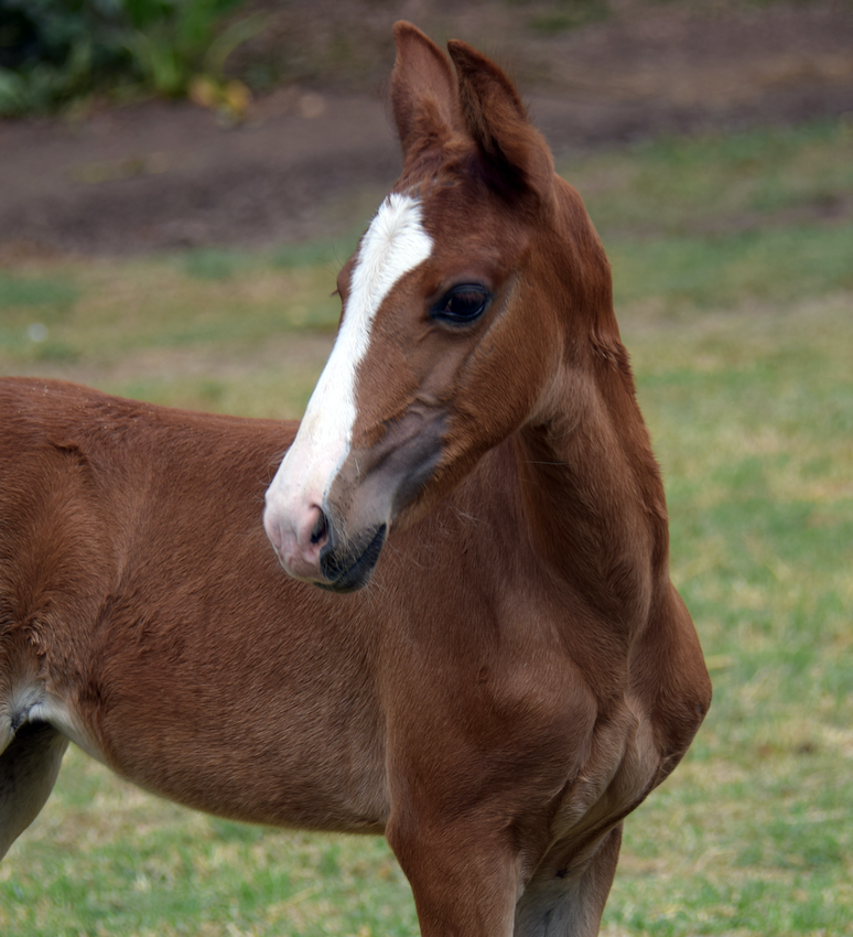How to Reduce the Post-Weaning Stress Response in Foals