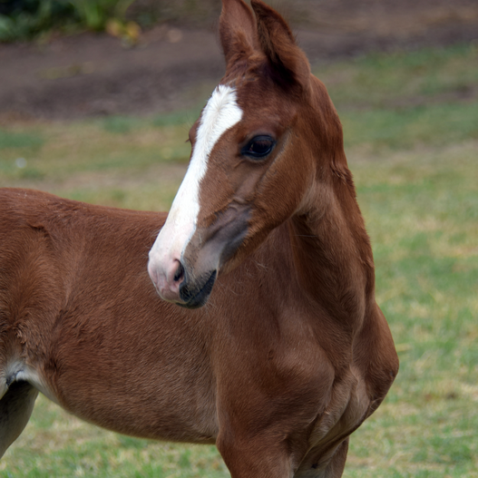 How to Reduce the Post-Weaning Stress Response in Foals