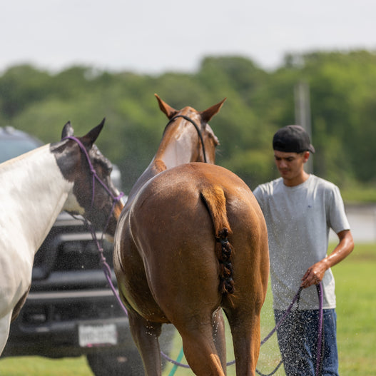 Summer Heat Stress in Horses: Spot the Signs & Protect the Gut