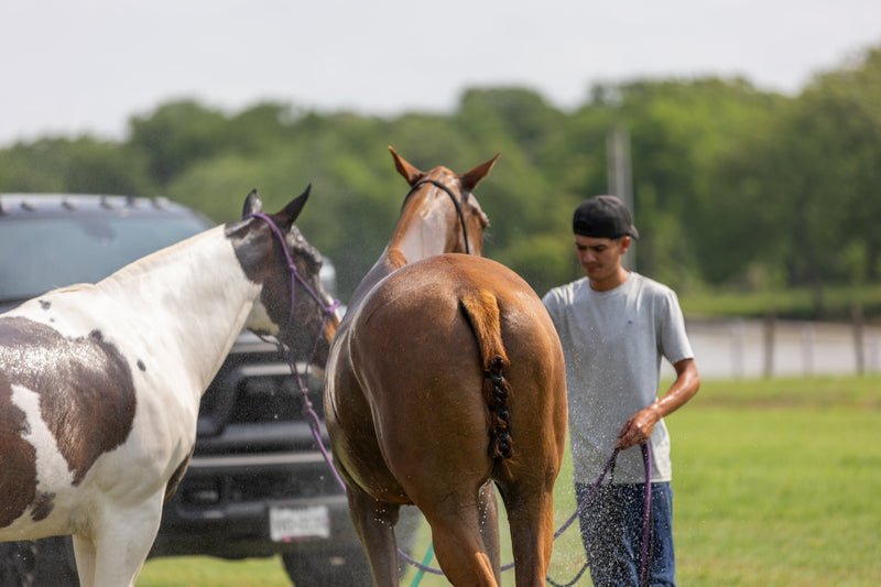 Summer Heat Stress in Horses: Spot the Signs & Protect the Gut