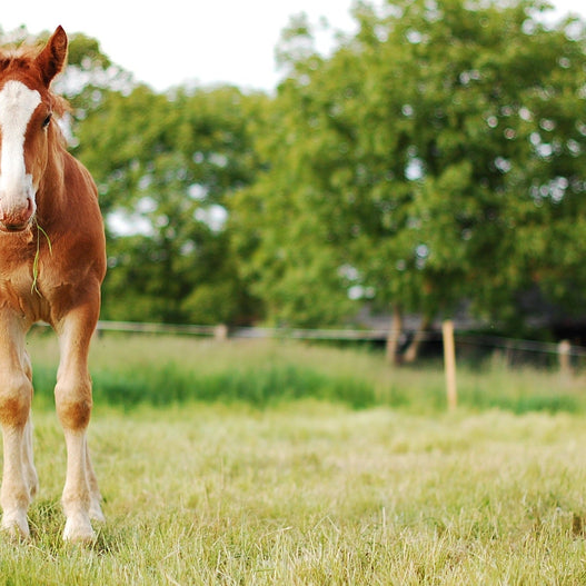 3 Tips for Keeping Broodmares Healthy