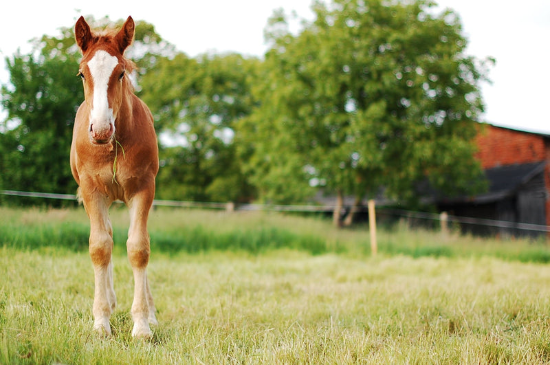 3 Tips for Keeping Broodmares Healthy