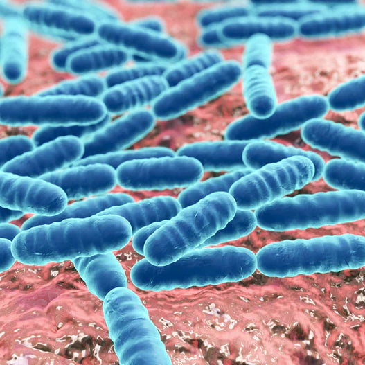 Brewer’s Yeast vs. Saccharomyces boulardii