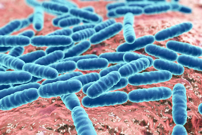 Brewer’s Yeast vs. Saccharomyces boulardii