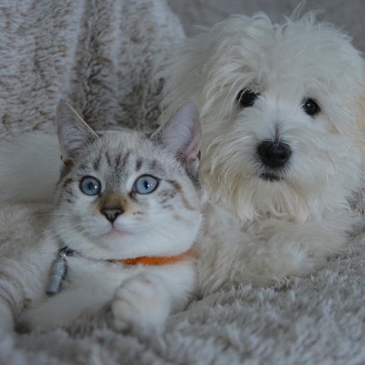 How to Get Rid of Intestinal Worms in Cats and Dogs