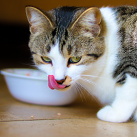 Solving the mystery of cat food allergies
