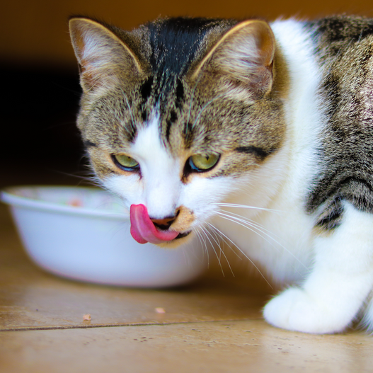 Solving the mystery of cat food allergies