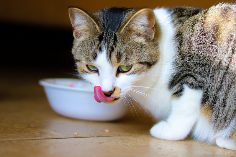 Cat food for clearance food allergies