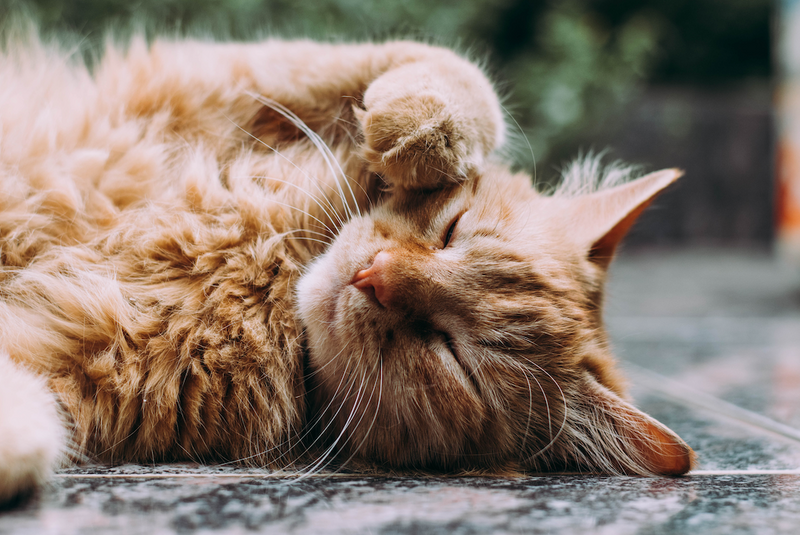 Can cats get hot spots?
