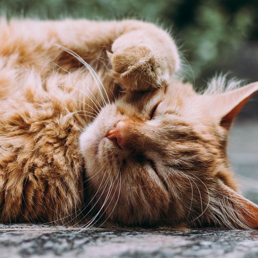 Can cats get hot spots?
