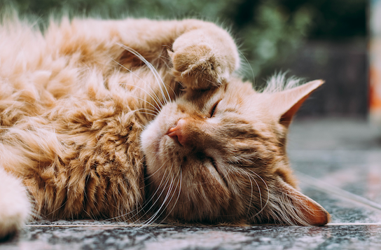 Why is my cat itchy? And other cat skin problems