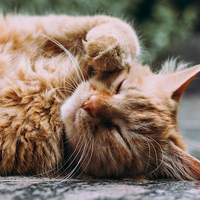 Why is my cat itchy? And other cat skin problems