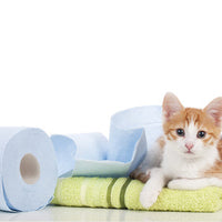 The Story Of Your Litter Box