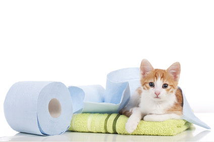 The Story Of Your Litter Box