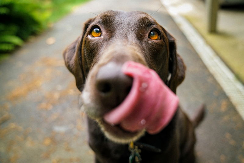 The Healing Properties of Bentonite Clay for Dogs