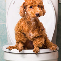 Can Dog Poop Tell a Story?