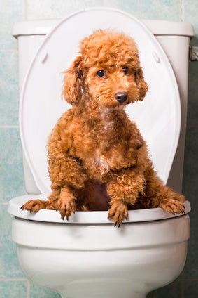 Can Dog Poop Tell a Story?