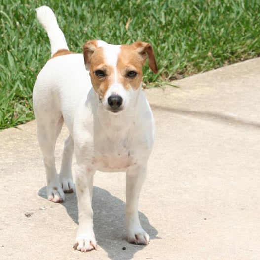 Graying Muzzles and Slower Gaits - Common Senior Dog Health Issues