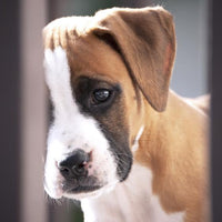 Stress is the #1 Threat to Your Dog’s Gut Health