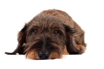 She Didn’t Know Her Dog's Dietary Needs Included Probiotics for Dogs...