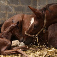 What a breeder couldn't see about his newborn baby horse that shocked him
