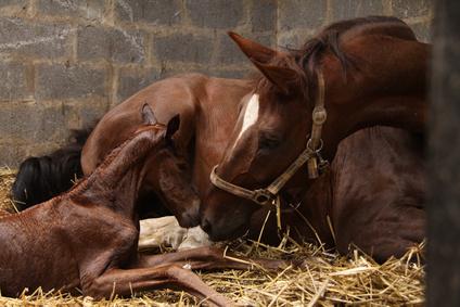 What a breeder couldn't see about his newborn baby horse that shocked him
