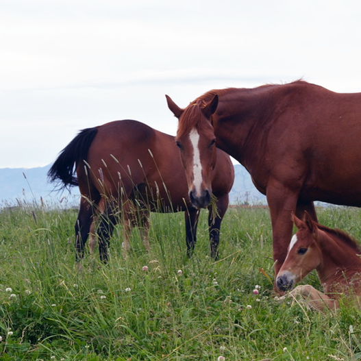 Expert Interview: The Future of Equine Rotavirus A and B