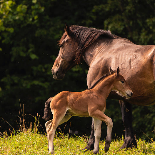 Setting The Stage For Foal Health