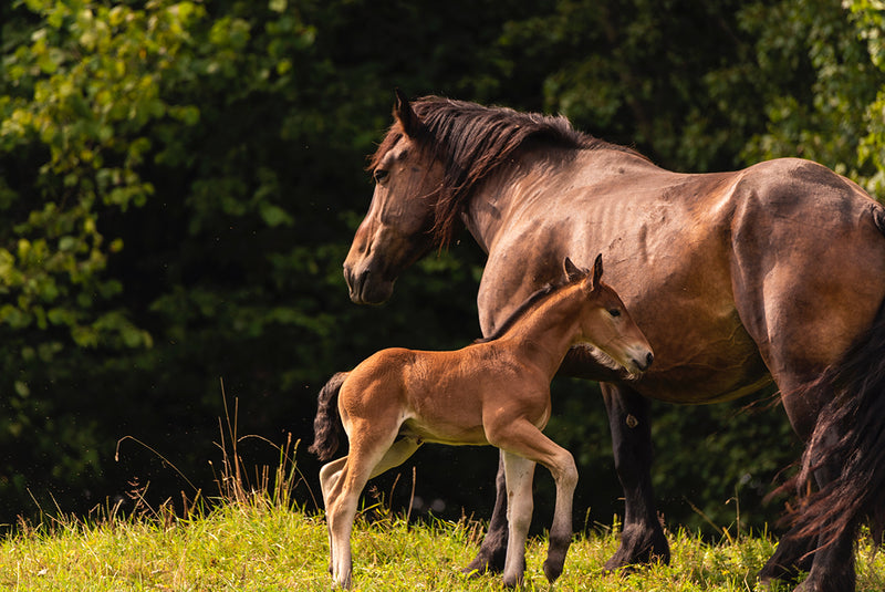 Setting The Stage For Foal Health