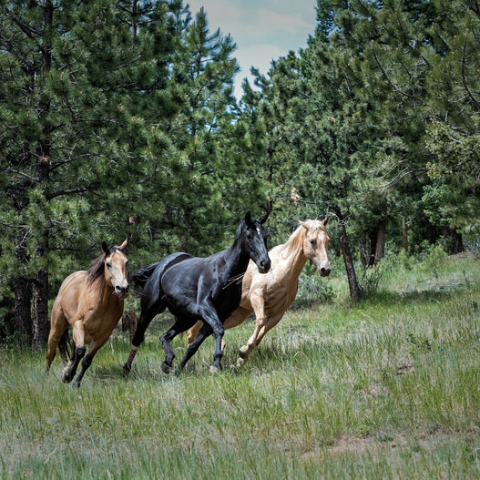 Exploring the benefits of L-glutamine for horses