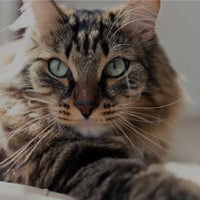 Understanding inflammatory bowel disease in cats