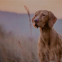 Your Guide to Leaky Gut Syndrome in Dogs