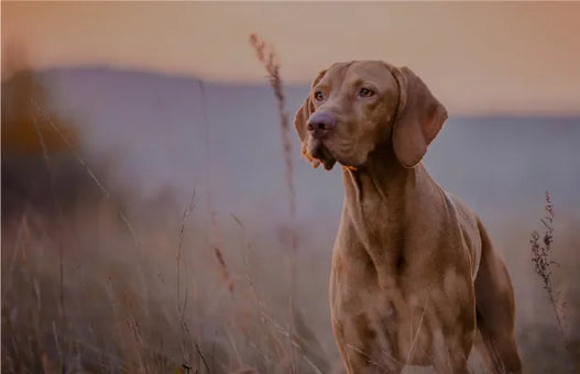 Your Guide to Leaky Gut Syndrome in Dogs