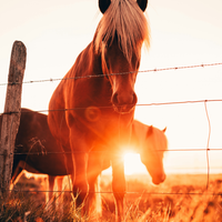The Rebound Effect: Managing Equine Acid Surge Post-Omeprazole