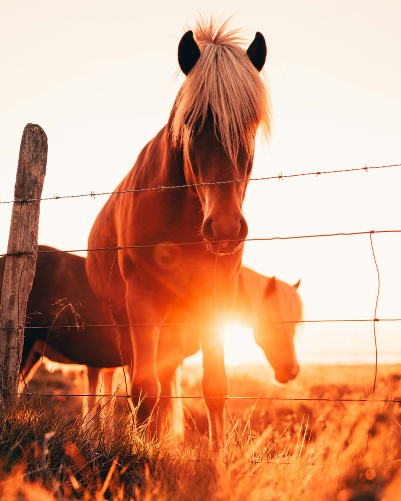 The Rebound Effect: Managing Equine Acid Surge Post-Omeprazole