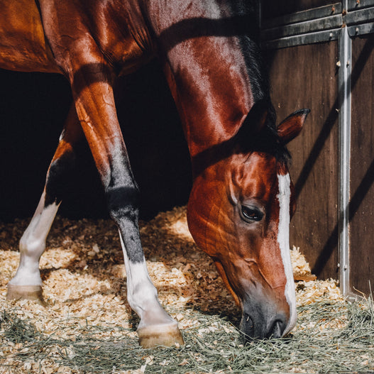 Understanding horse vitamins and minerals