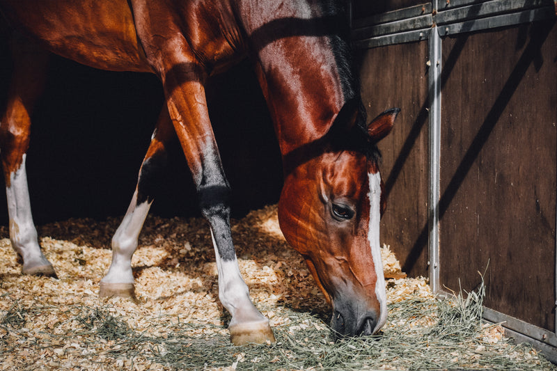 Understanding horse vitamins and minerals