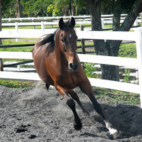 Horse arthritis treatment options explained