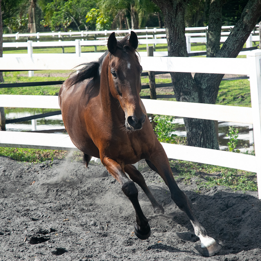 Horse arthritis treatment options explained