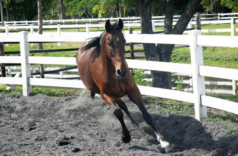 Horse arthritis treatment options explained